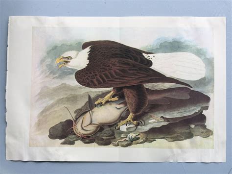 1966 BALD EAGLE Original Large Vintage Audubon Print, 20 x 13 inches ...