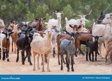 A herd of goats stock image. Image of meadow, season - 105941663