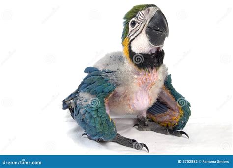 Baby macaw stock photo. Image of adorable, wild, youth - 5702882