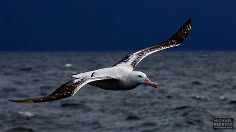 Get Albatross Wingspan Background | angelinajoliecoolsagt