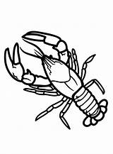 Crawfish Coloring Pages Printable For Free Download sketch template