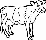 Cow Coloring Pages At GetDrawings  Free Download sketch template