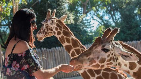 Sacramento Zoo to reopen next week