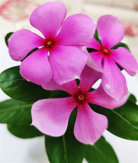 Sadabahar (Madagascar Periwinkle) Medicinal uses & Benefits