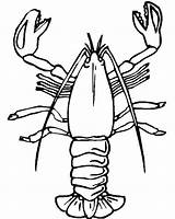 Free Lobster coloring Page  Download Print Or Color Online For sketch template