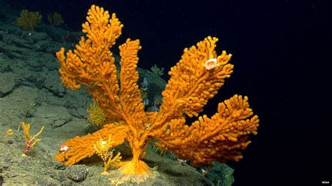 Coral Management Areas | Northeast Ocean Data Portal