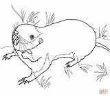 Pocket Gopher coloring page  Free Printable Coloring Pages sketch template