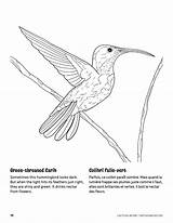 Green Throated Carib Coloring Page – Coloriage De Colibri Falle Vert  sketch template