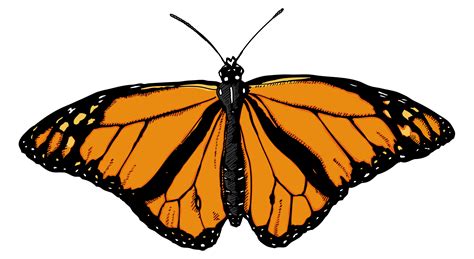Monarch Butterfly PNG File Download Free | PNG All