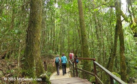 Mt. Kinabalu Botanical Garden of Kinabalu Park | MySabah.com