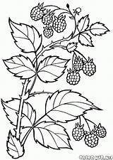 Coloring page  Berries sketch template