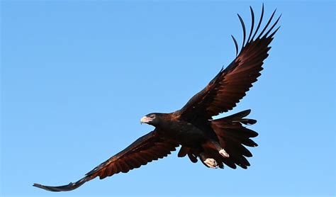 Wedge-tailed eagle | Australian animals | NSW National Parks