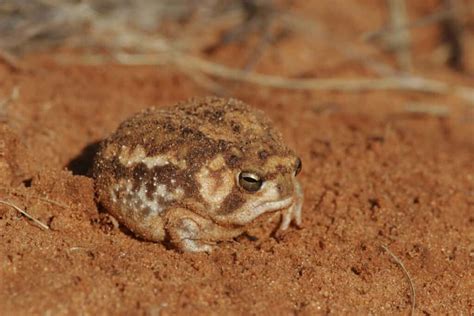 10 cutest frogs in the world