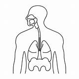 Respiratory System Coloring Page sketch template