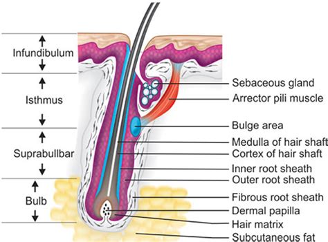 Discover 60+ longitudinal section of hair latest - in.eteachers