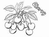 Cherry Coloring Kids Printable Pages Fruits Drawing Pacman Cherries  sketch template
