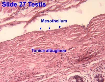 Mesothelium histology monolayer | Mesothelium | Pinterest