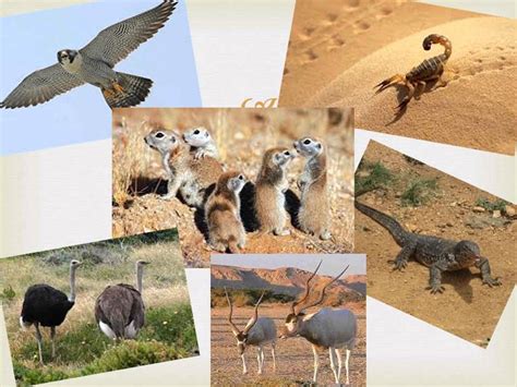 Animals and Plants of the Sahara Desert - YouTube