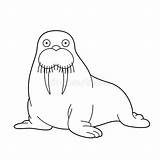 Easy Coloring Cartoon Vector Illustration Of A Walrus Stock  sketch template