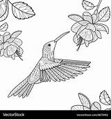 Hummingbird Coloring Pages sketch template