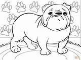 English Bulldog Coloring Pages sketch template