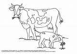 Coloring Pages Of Cows For Kids sketch template