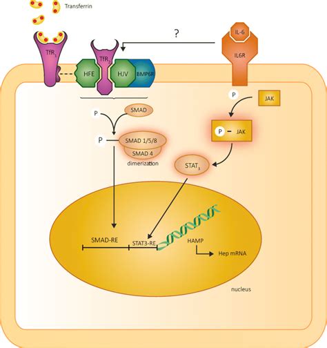 Hepcidin upregulation by iron and inflammation. Transferrin-bound iron ...