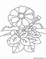 Zinnia Coloring Page sketch template