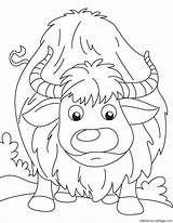 Yak Coloring Page For Kids Pages sketch template