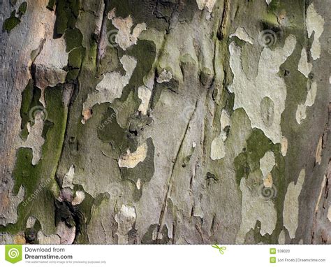 Sycamore Bark stock photo. Image of desktop, tree, bark - 538020