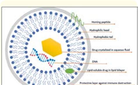 Liposomes are structures prepared of phospholipids and may contain ...