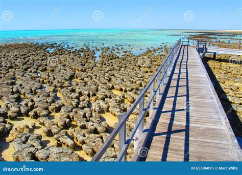 Stromatolites, Shark Bay, Western Australia Royalty-Free Stock Photography | CartoonDealer.com ...