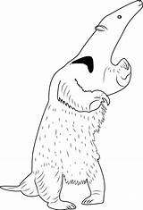 Anteater Standing Coloring Page For Kids  Free Printable sketch template