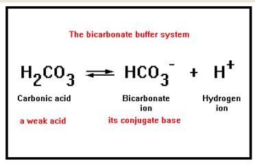 Blood Buffer System