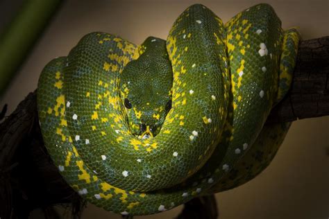 Green tree python | Smithsonian's National Zoo and Conservation Biology ...