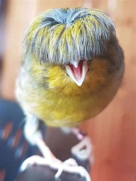 Why do Gloster Canary birds have bowl haircuts? | Most beautiful birds ...