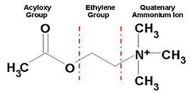 Journal:BAMBEd:Acetylcholinesterase: Substrate Traffic and Inhibition ...