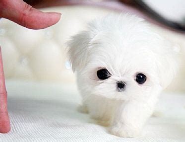 20 Dogs So Tiny These Pictures Look Fake