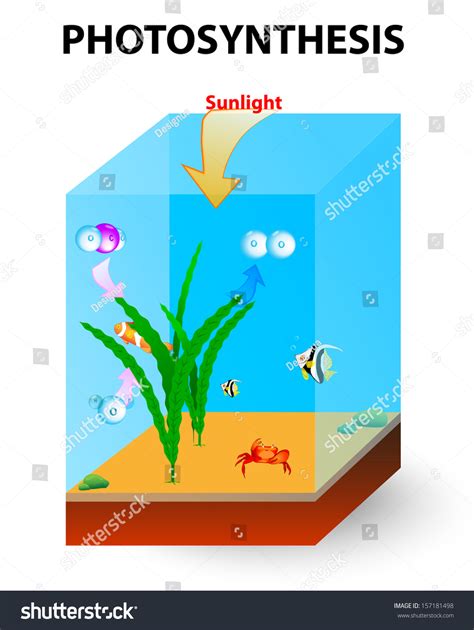 Photosynthesis Ocean Carried Algae Marine Plant Stock Vector (Royalty Free) 157181498 | Shutterstock