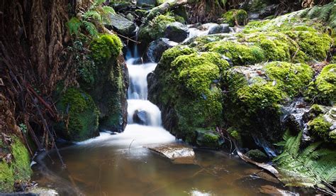 How To Spend The Perfect Weekend In The Dandenong Ranges - Australian ...