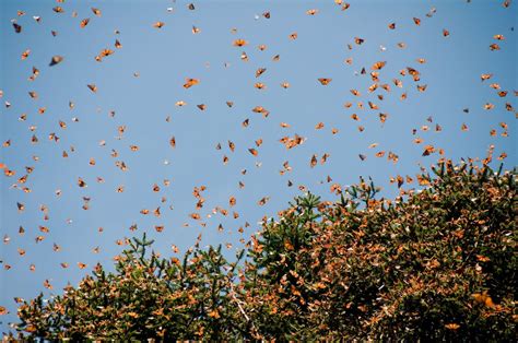 How to see the monarch butterfly migration in Mexico