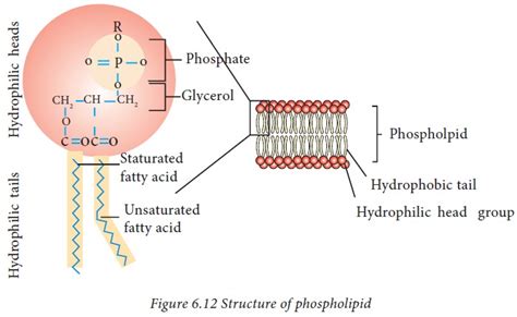 Phospholipids - Structure, Classification | Lipids