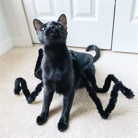 Black cat or spooky spider? Lupin is proud of his costume : r/blackcats