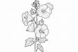 Hollyhock Flower Coloring Page Graphic By Forhadx5 · Creative Fabrica sketch template