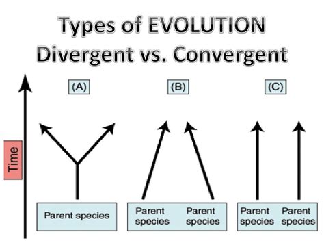 PPT - Types of EVOLUTION Divergent vs. Convergent PowerPoint ...