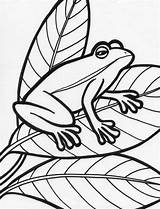 Free Printable Frog Coloring Pages For Kids sketch template