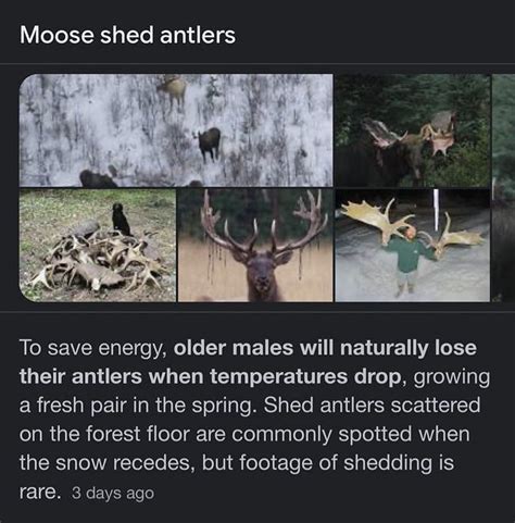 moose: WATCH: Video of moose shedding antlers captured by drone leaves ...