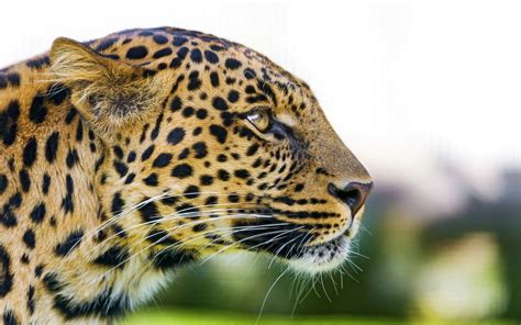 Big Cat Leopard Wallpapers | HD Wallpapers | ID #18395