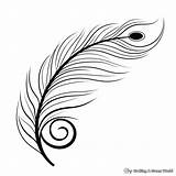 Peacock Feather Coloring Pages  Free & Printable sketch template