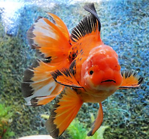 Whats the most popular goldfish we sell? - Windsor Fish Hatchery Online